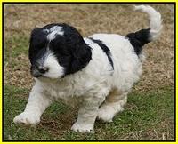 Paris Dempsey pups 5 wks old 371