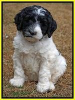 Paris Dempsey pups 6 wks old 43100