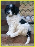 Paris Dempsey pups 7 wks old 331