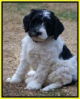 Paris Dempsey pups 7 wks old 351
