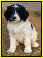 Paris Dempsey pups 7 wks old 361