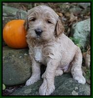 Paris Dempsey pups 4 wks old 301