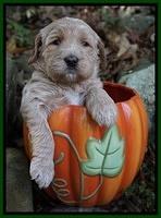 Paris Dempsey pups 4 wks old 341