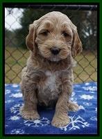 Paris Dempsey pups 6 wks old 1 182