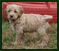 Paris Dempsey pups 6 wks old 50100
