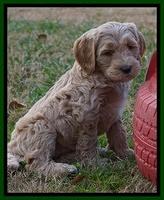 Paris Dempsey pups 7 wks old 391