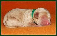 Paris Dempsey pups newborn 1910