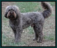 Champion 3 years old