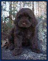Stoll Family: Watson