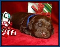 Penny Champion pups 1 week old 11