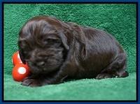 Penny Champion pups 2 wks old 31