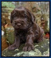 Penny Champion pups 3 wks old 31
