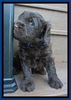 Penny Champion pups 4 wks old 11