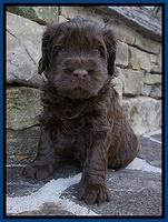 Penny Champion pups 4 wks old 31