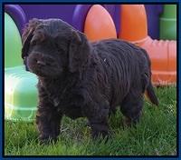 Penny Champion pups 5 wks old 21