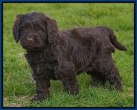 Penny Champion pups 6 wks old 51