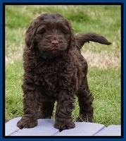 Penny Champion pups 7 wks old 11