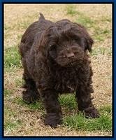 Penny Champion pups 7 wks old 51