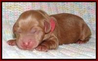 Penny Champ newborn pups 31