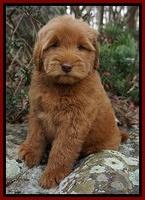 Penny Champ pups 8 wks old Pink Purple Red 097