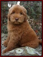 Penny Champ pups 8 wks old Pink Purple Red 102
