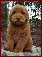 Penny Champ pups 8 wks old Pink Purple Red 111