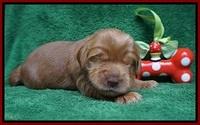 Penny Champion pups 2 wks old 71