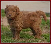 Penny Champion pups 6 wks old 101