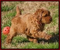 Penny Champion pups 6 wks old 121