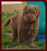 Penny Champion pups 6 wks old 131