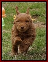 Penny Champion pups 7 wks old 111