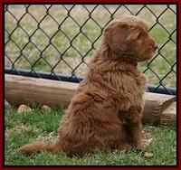 Penny Champion pups 7 wks old 71