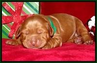 Penny Champion pups 1 week old 81