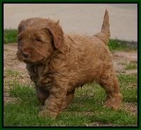 Penny Champion pups 6 wks old 141