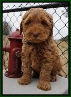 Penny Champion pups 7 wks old 181