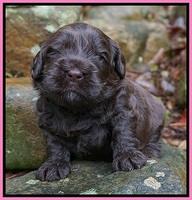 Penny Champion pups 3 wks old 101