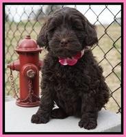 Penny Champion pups 7 wks old 241
