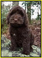 Vagel family Service dog special needs child WINSTON
