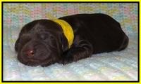 Penny Champ newborn pups 81