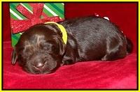 Penny Champion pups 1 week old 141