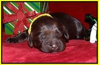 Penny Champion pups 1 week old 151