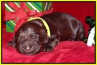 Penny Champion pups 1 week old 161