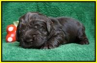 Penny Champion pups 2 wks old 121