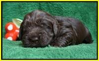 Penny Champion pups 2 wks old 131