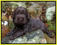 Penny Champion pups 3 wks old 141
