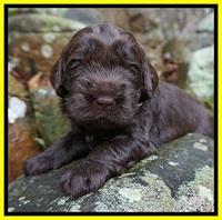 Penny Champion pups 3 wks old 151