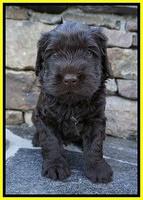 Penny Champion pups 4 wks old 131