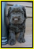 Penny Champion pups 4 wks old 161