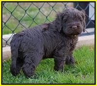 Penny Champion pups 5 wks old 171