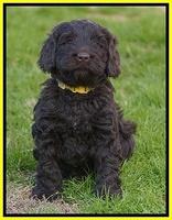 Penny Champion pups 6 wks old 271